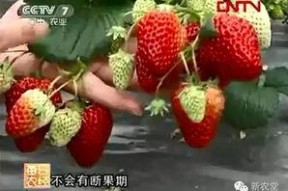 国产草莓在线,甜蜜滋味，绿色健康新选择